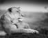 Billy-Dodson-A-Mother's-Love-Lioness-Africa-Black-and-White-Fine-Art-Photo-Print