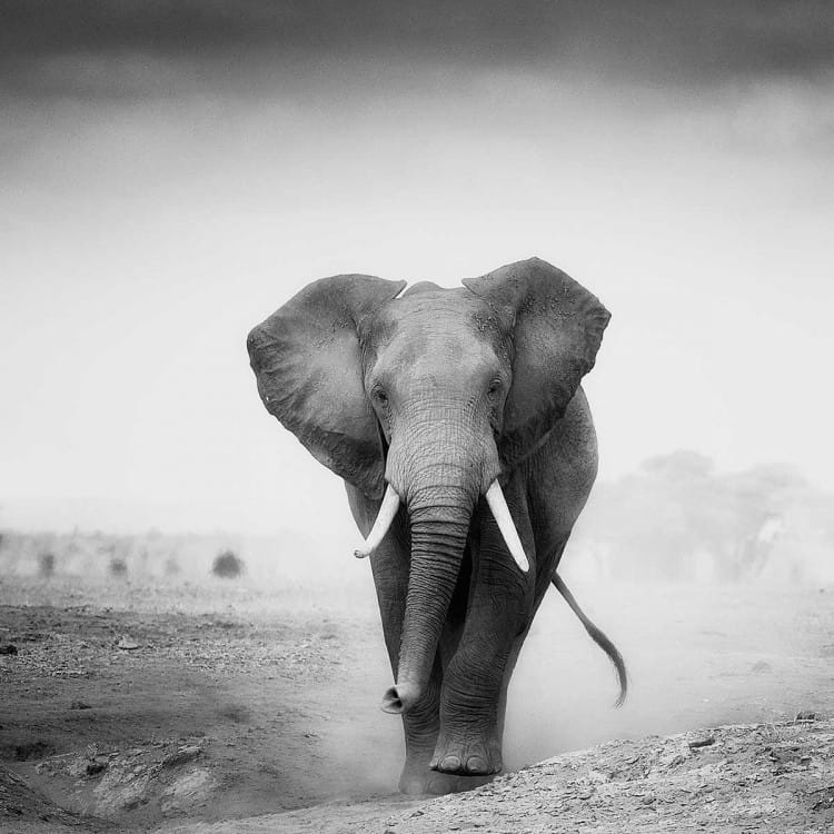 Lone Bull in the Dust