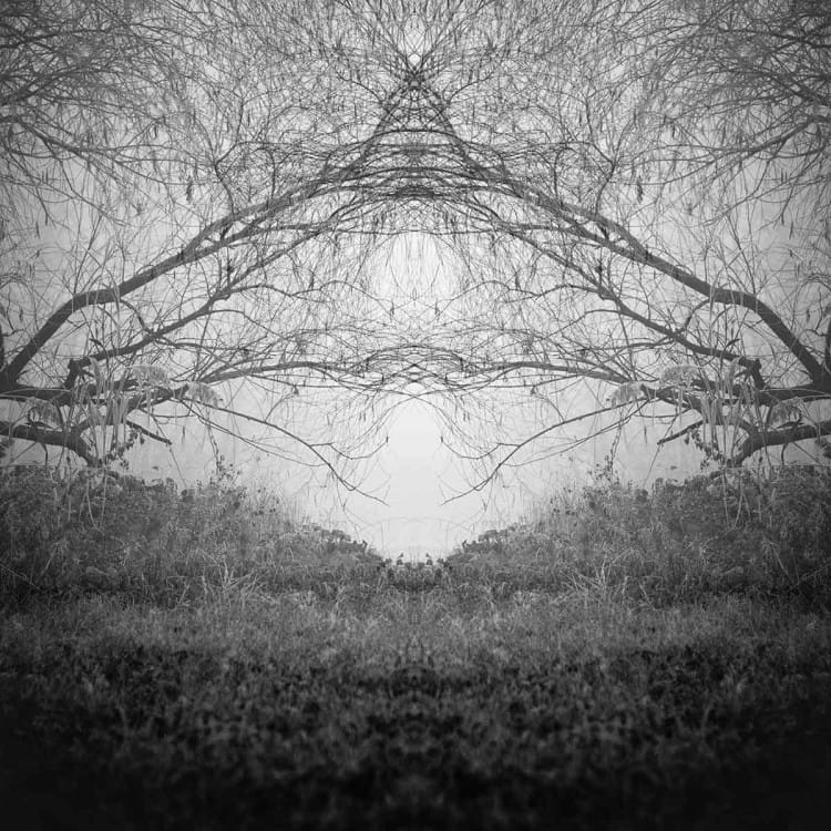 Trees 4