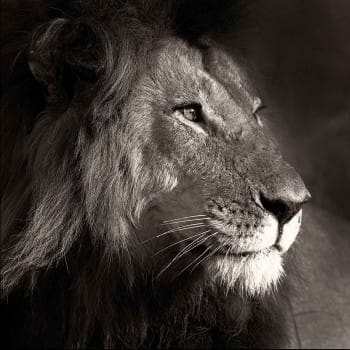 Raw Power in the Mara