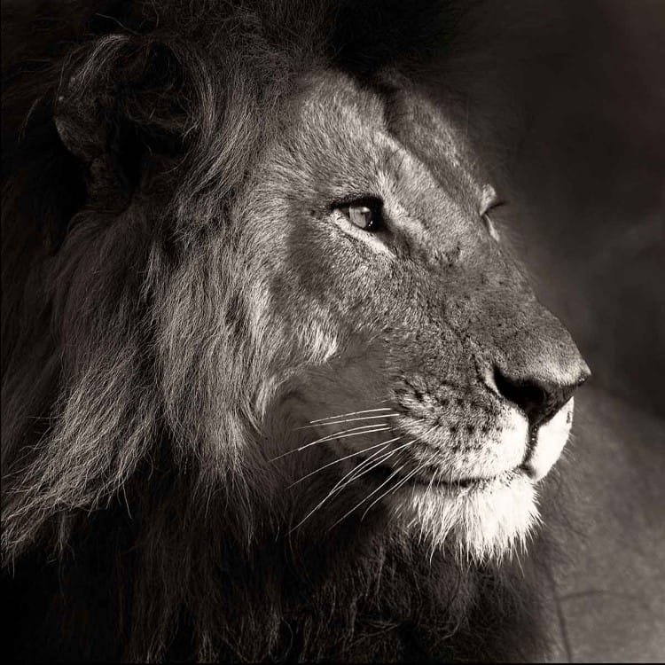 Raw Power in the Mara