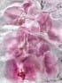 09.59.03-by-Kenji-shibata-limited-edition-fine-art-photography-print