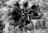 Woven-flowers-By-Osher-Partovi-Dance-Black-and-white-photography
