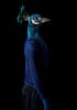 Second-Skins-Retrato-6-by-miguel-valinas-limited-edition-photography-Fine-art-print