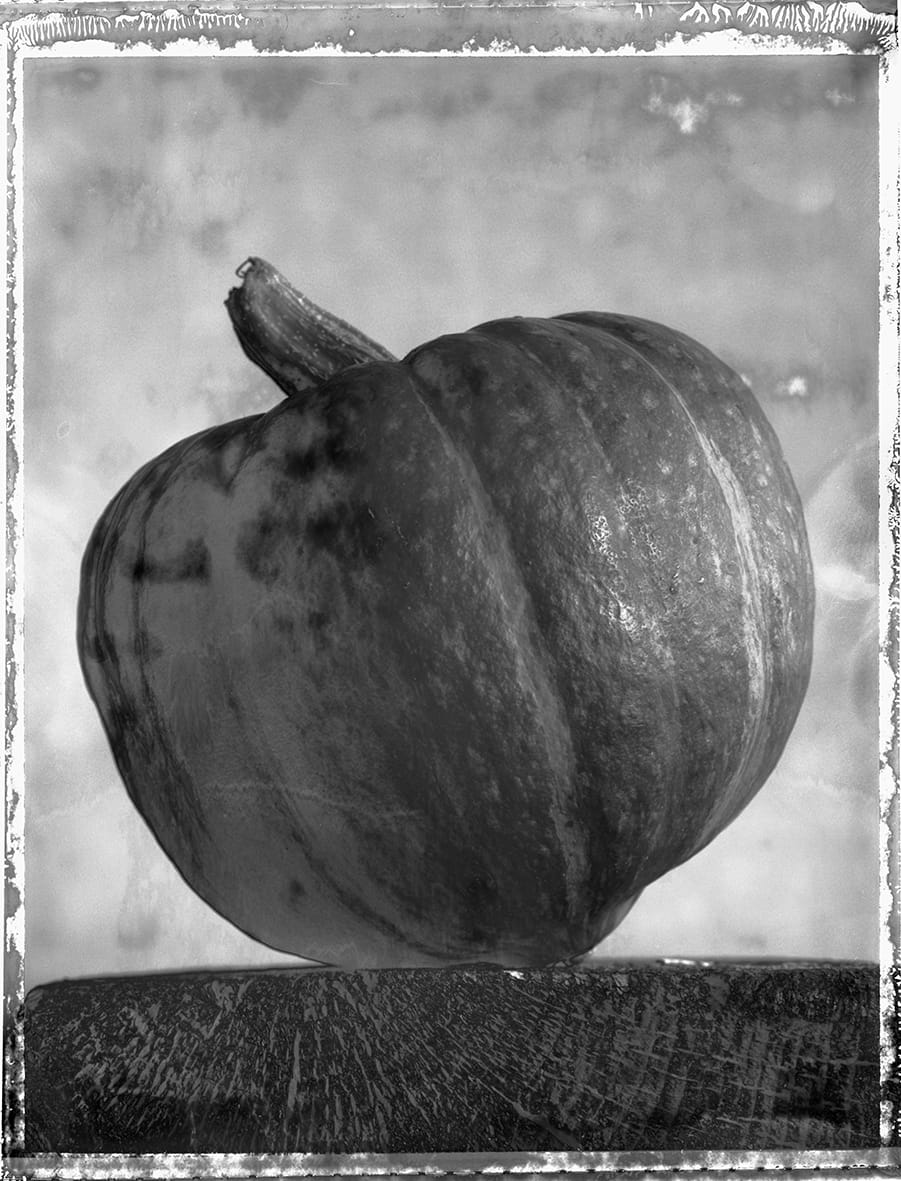 Pumpkin on White