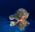 bird-by-maya-almeida- limited-edition-fine-art -underwater-photography