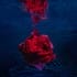 rose-by-maya-almeida-limited-edition-fine-art-underwater-photography