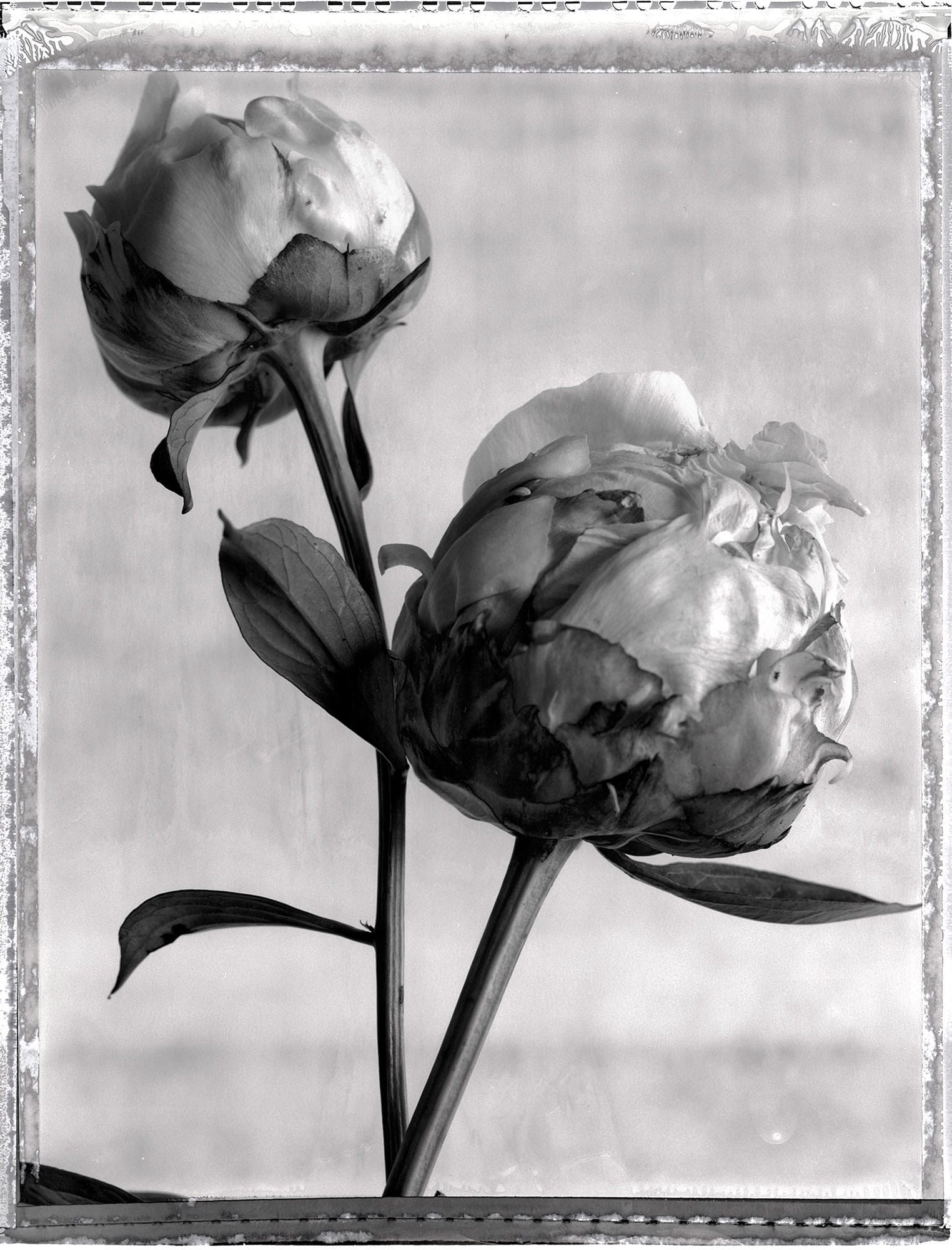 Two Peonies On White