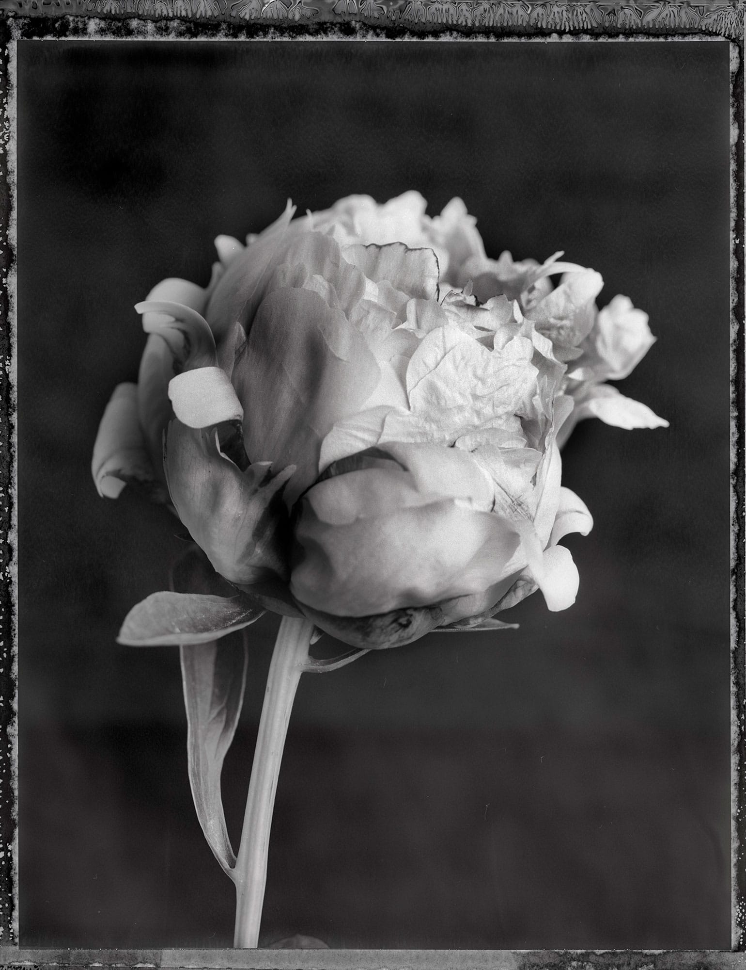 Two Peonies On Black