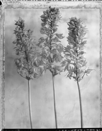 Dry Flowers on white